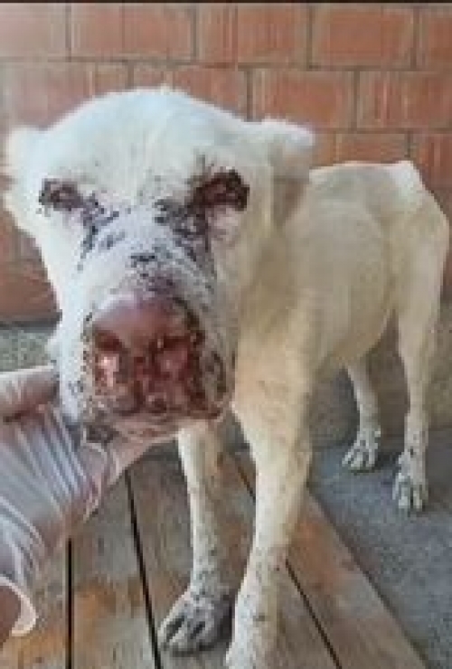 ქართული ნაგაზი ვარკეთლი