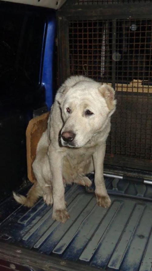 ქართული ნაგაზი უსახელო