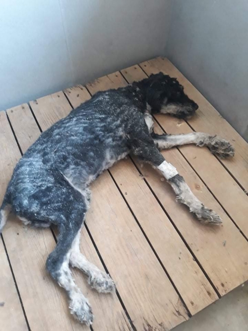 ბალონკა მცხეთა