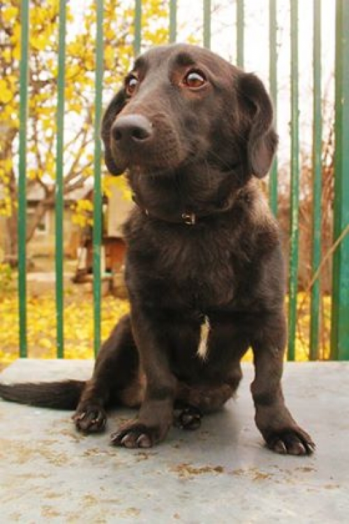 მეტისი უსახელო