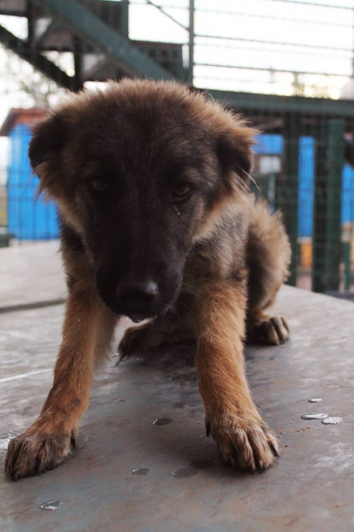 ქართული ქოფაკი ჟენია