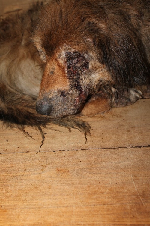 ქართული ქოფაკი უსახელო