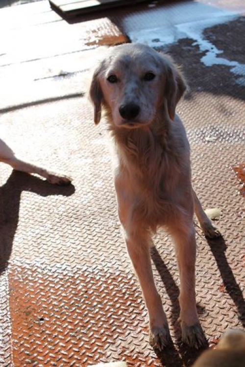 მეტისი უსახელო