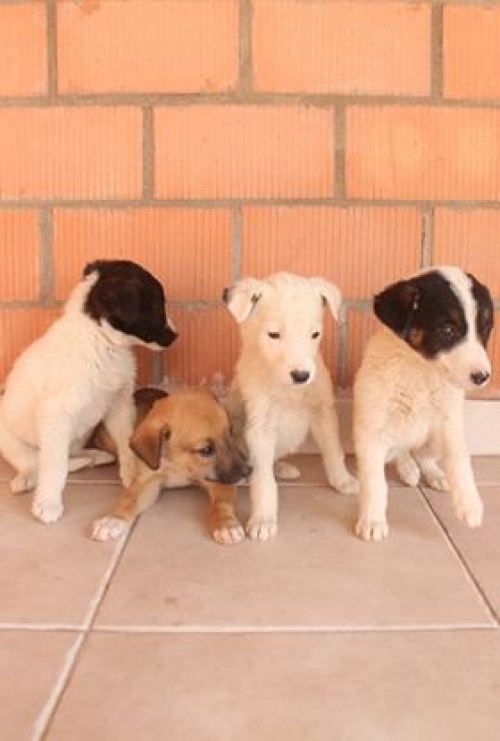 მეტისი უსახელო