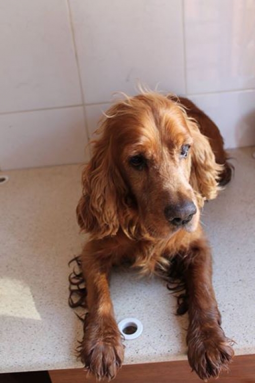 კოკერსპანიელი უსახელო