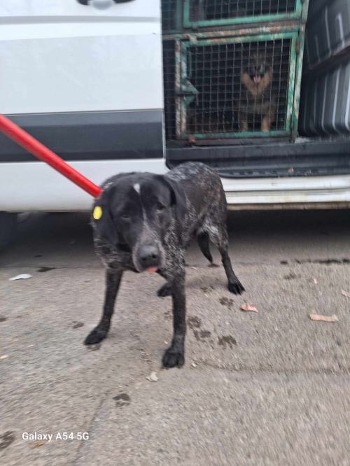 მეტისი გადმოყვანილია მუნიციპალური თავშესაფრიდან