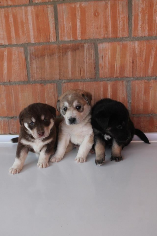 ლაბრადორის მეტისი უსახელო