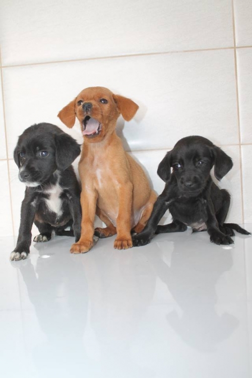 მეტისის ლეკვები უსახელო