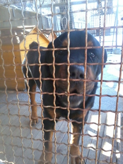 როტვეილერი უცნობი