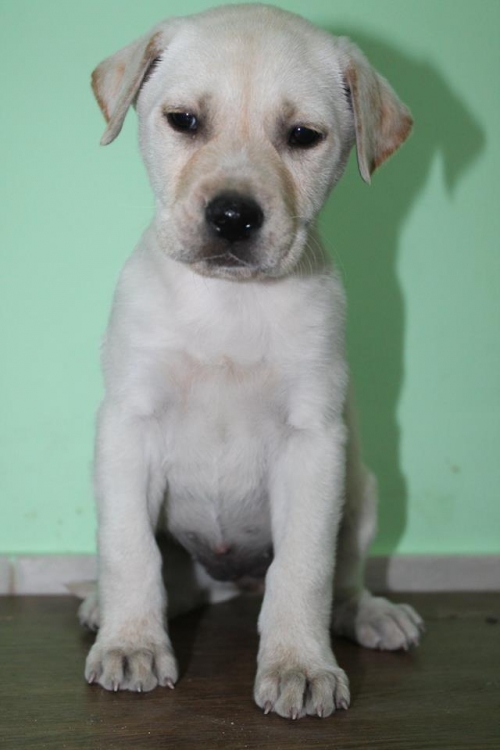 ლაბრადორის მეტისი უსახელო