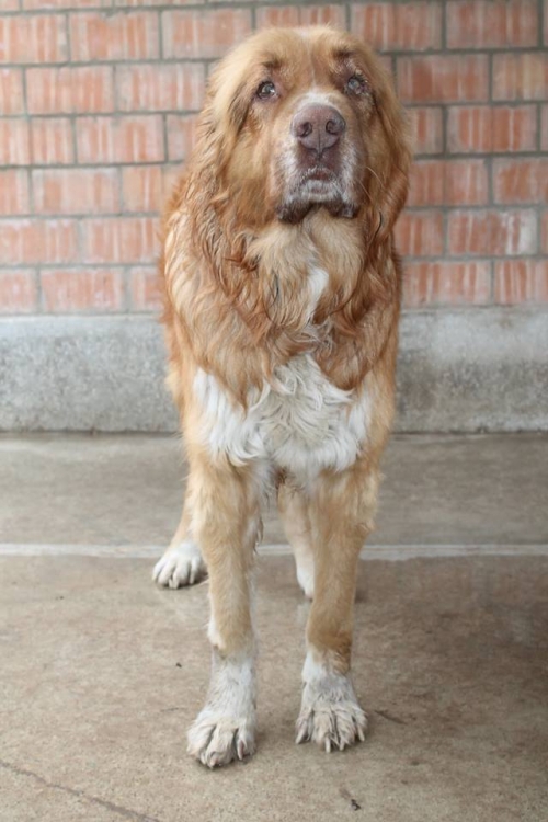 ქართული ნაგაზი უსახელო