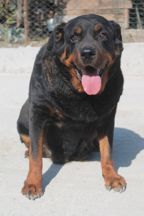 როტვეილერი ლაკი