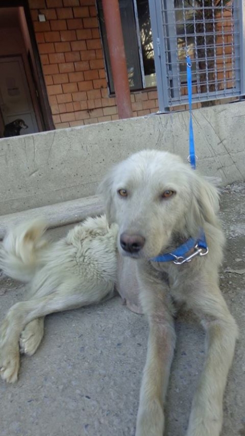 მეტისი უსახელო