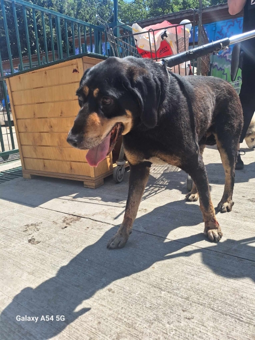 მეტისი მოსკოვის გამზირი სახელი ოხოტა