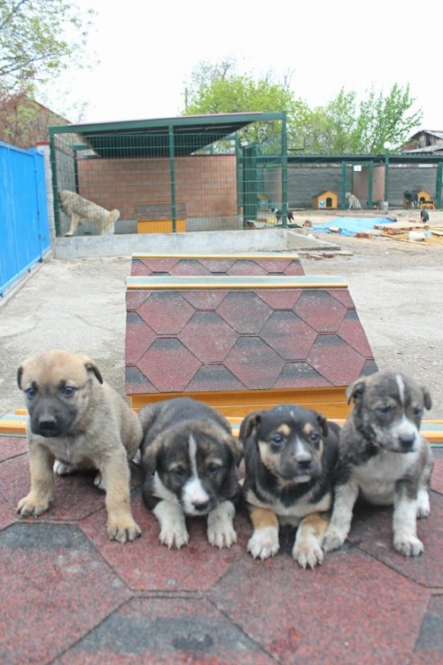 მეტისის ლეკვები უსახელო