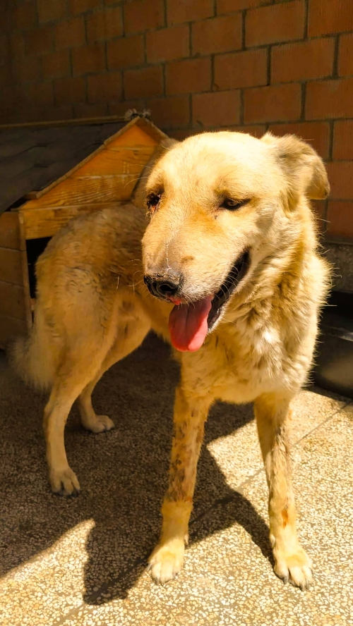 მეტისი ვაკე მზიურის ბაღი