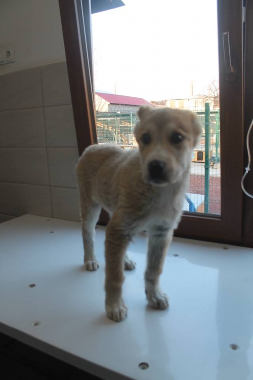 ქართული ქოფაკი ლინდა