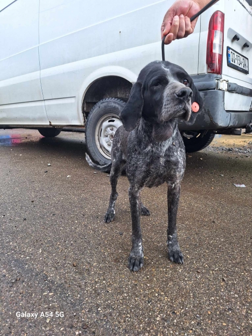 მეტისი ზესტაფონი