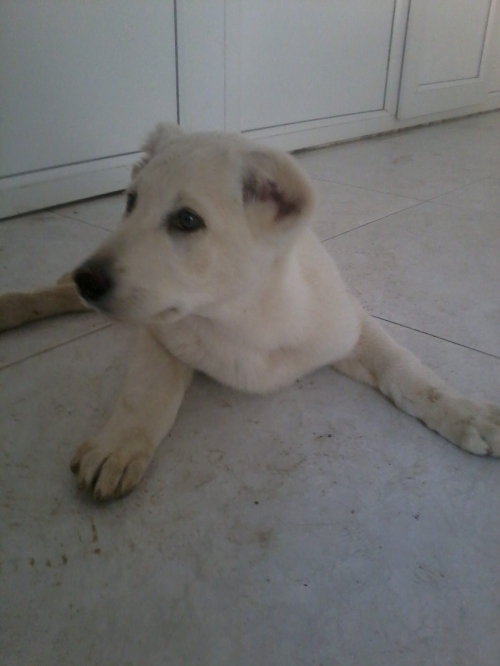 ქართული ნაგაზი უსახელო