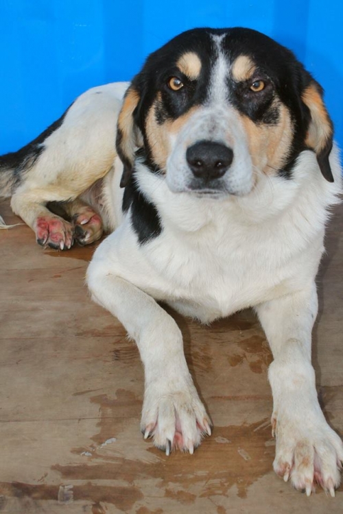 მეტისი უსახელო