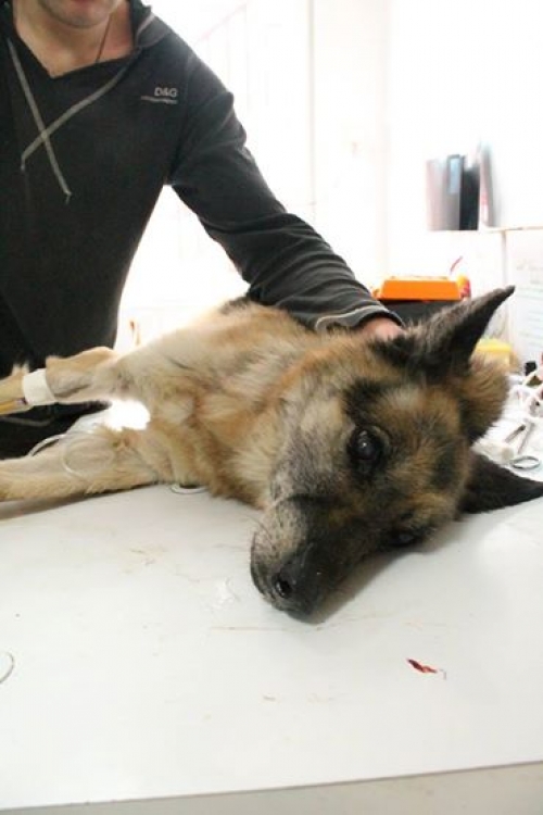 გერმანული ნაგაზი უცნობი