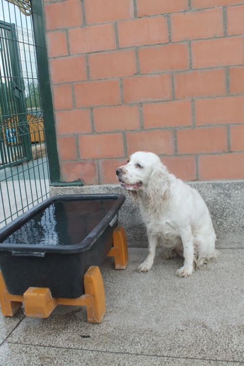 კოკერსპანიელი უსახელო