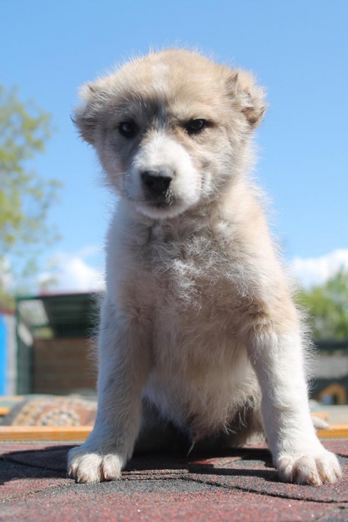 ქართული ქოფაკი უსახელო