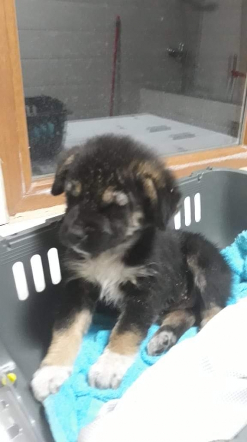 მეტისი უსახელო