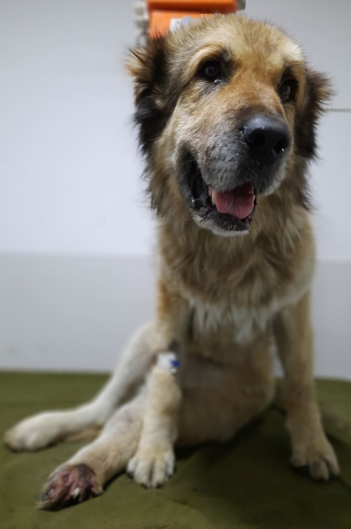 ქართული ნაგაზი ყაზბეგი