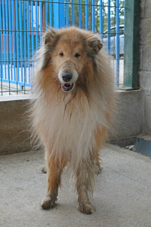 შოტლადიური კოლი უსახელო