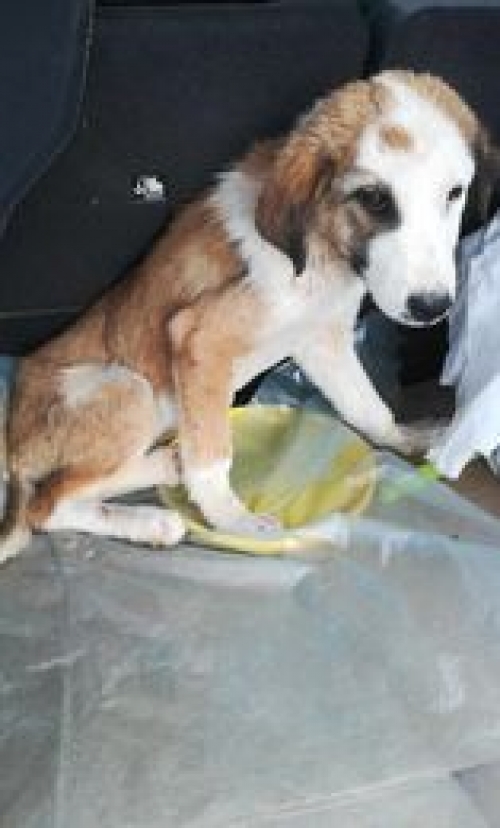 მეტისი ნორიო