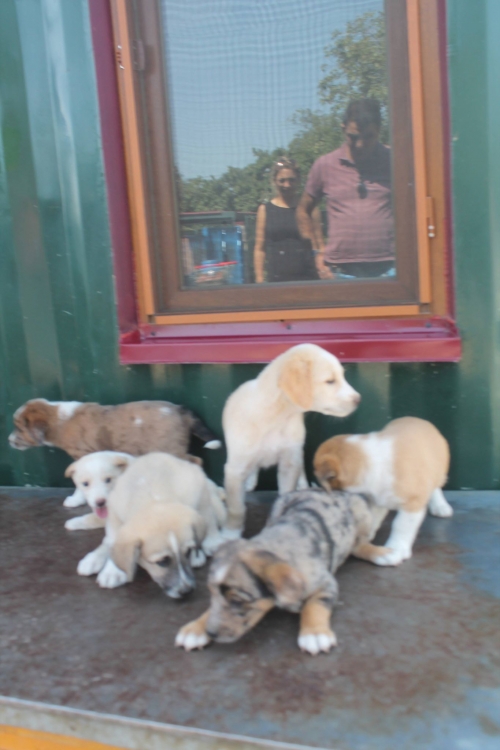 ქართული ქოფაკი უსახელო