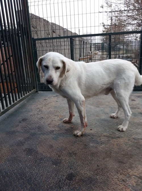 ლაბრადორი უსახელო