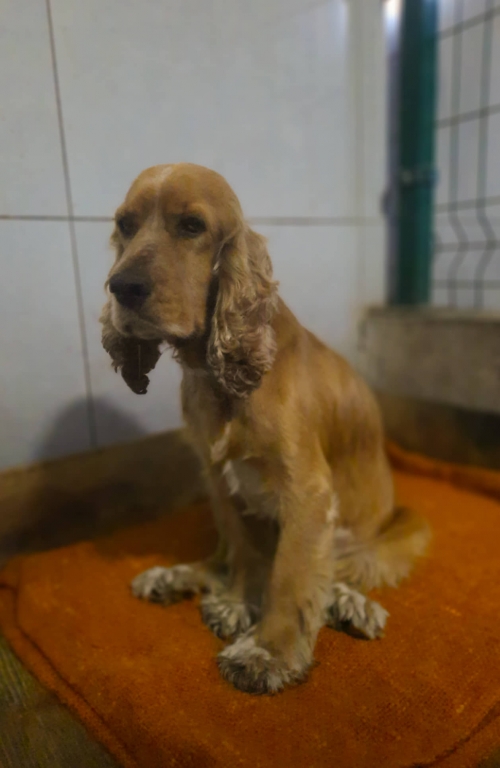 კოკერსპანიელი გარდაბანი