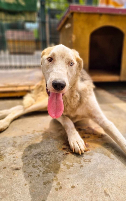 მეტისი დუშეთი გიო