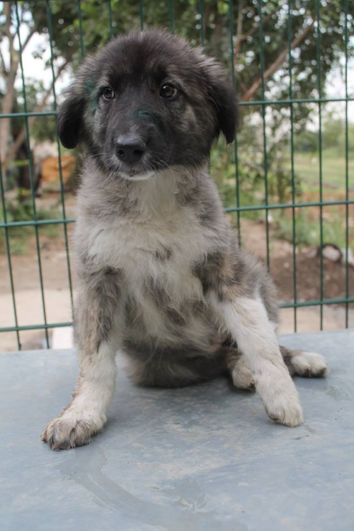 ქართული ქოფაკი უსახელო