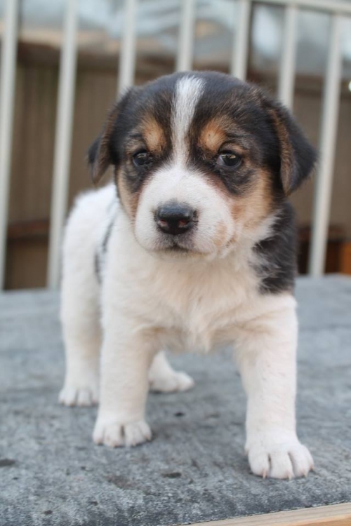 მეტისი უსახელო