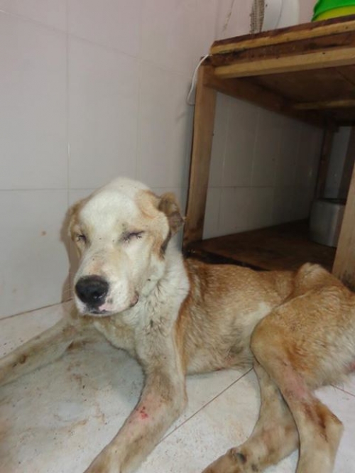 ქართული ნაგაზი უსახელო