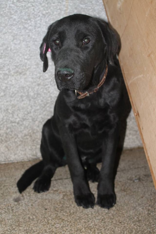 ლაბრადორი უსახელო