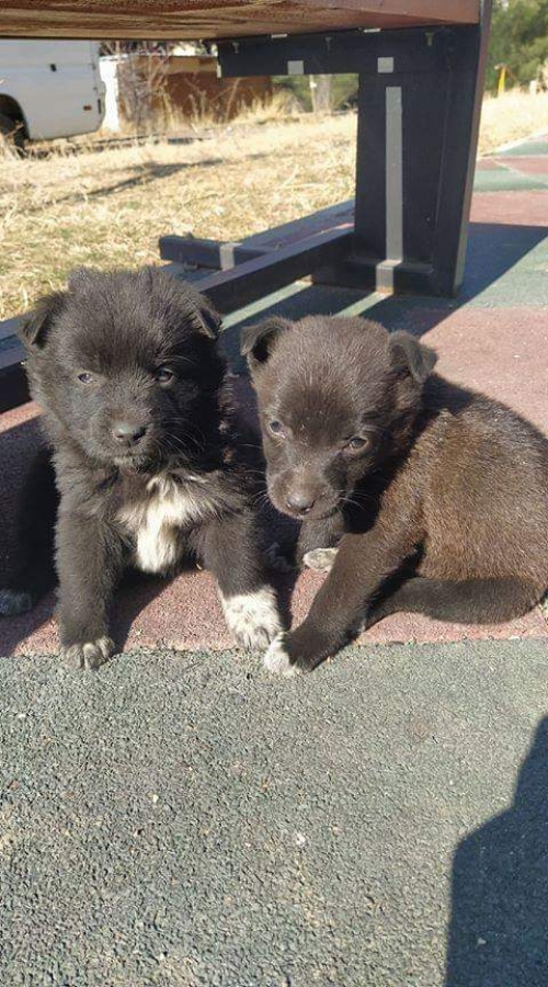 მეტისი უსახელო