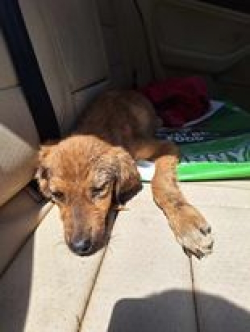 მეტისი გარდაბანი