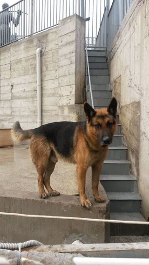 გერმანული ნაგაზი მაქსი