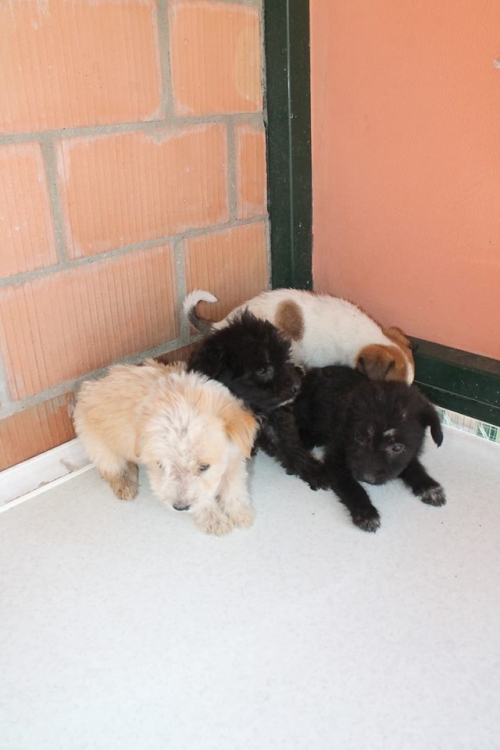 ბალონკის მეტისი უსახელო