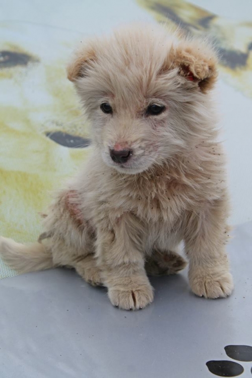 მეტისი უსახელო