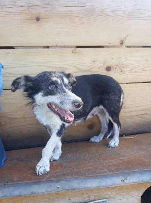 მეტისი იაშვილის კლინიკა