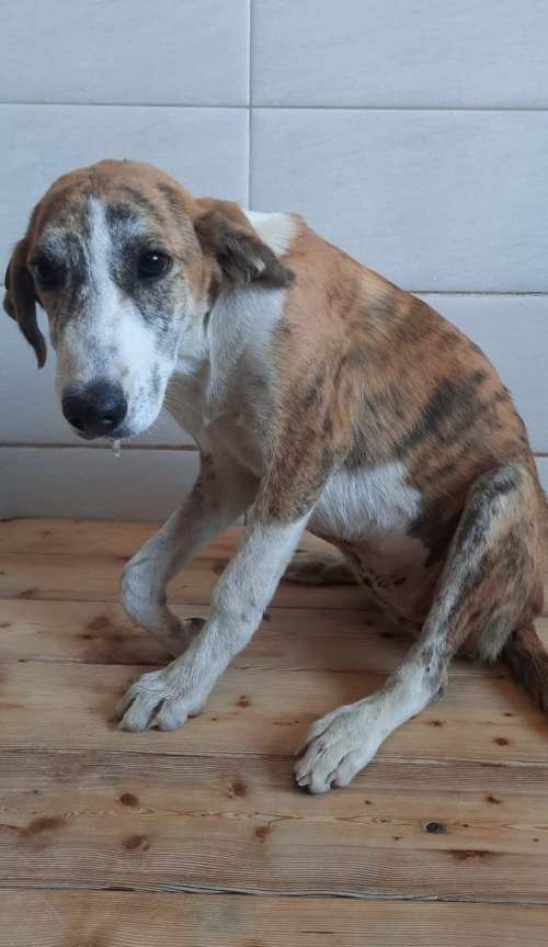 მეტისი ბელიაშვილის ქუჩა