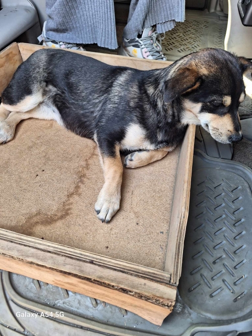 მეტისი მცხეთა