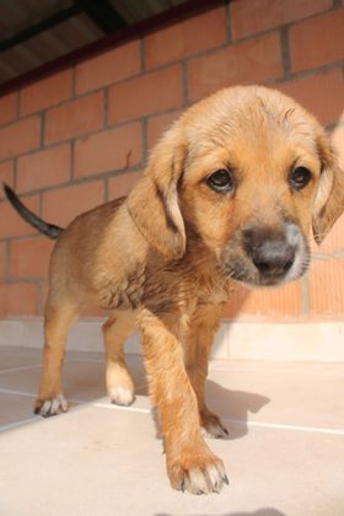 ქართული ქოფაკი უსახელო