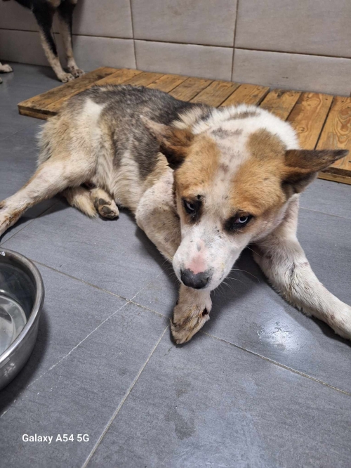 მეტისი ლისის ტბა