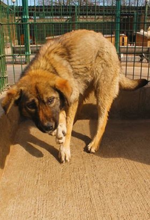 მეტისი უსახელო